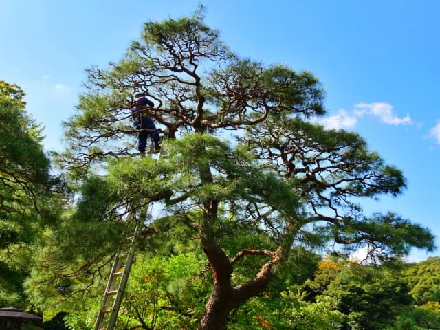 枝切・剪定作業