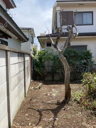 除草・剪定作業後の国立市空き家のお庭（庭全体）