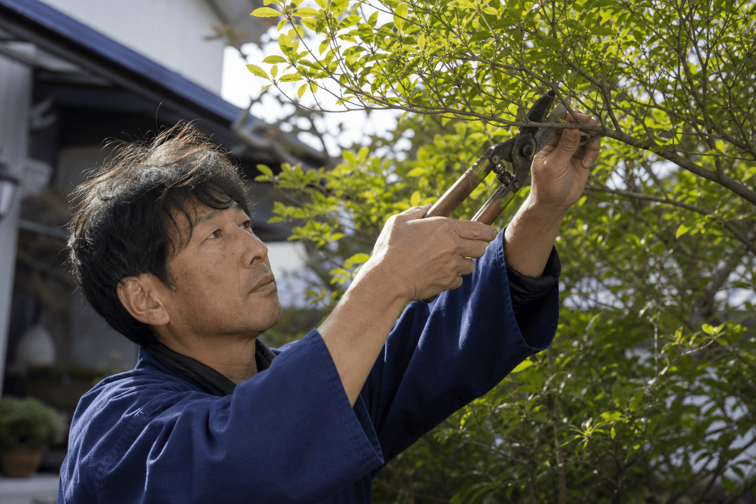 庭木の剪定作業